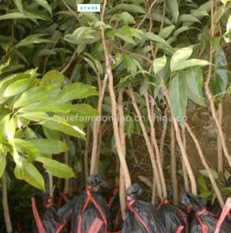 石榴武士找桂花精准一肖怎么找？教你快速定位秘诀！