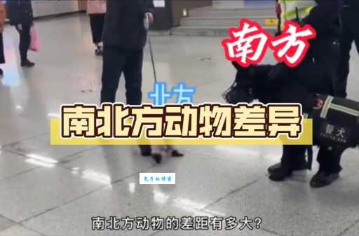 南北通商是什么动物？专业解释让你秒懂！