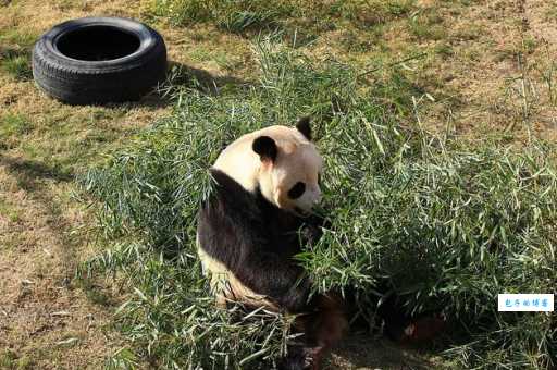 南北通商是什么动物？专业解释让你秒懂！