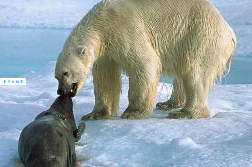 为什么雪海冰山代表北极熊？看完你就懂了！
