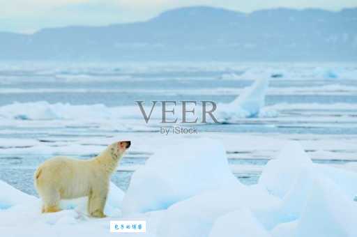 为什么雪海冰山代表北极熊？看完你就懂了！