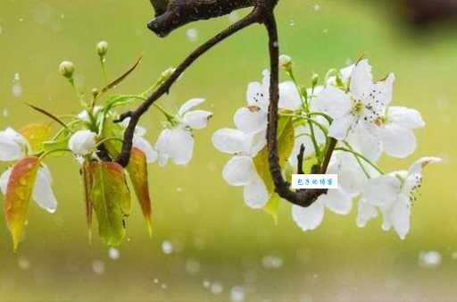 雨打梨花是什么生肖？大家都在找的答案！