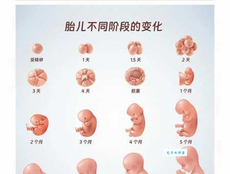 十月怀胎打一动物到底是什么？资深玩家告诉你真相！