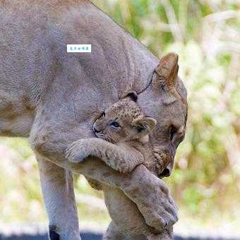 夺人之爱打一准确动物是哪个？正确答案公布！