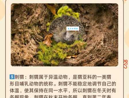 满面春风到底是什么动物？快来看看答案！