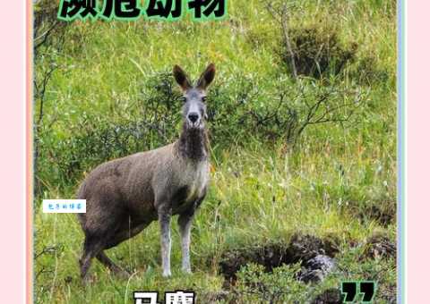 愤发有为代表什么动物？揭秘它背后的动物精神！