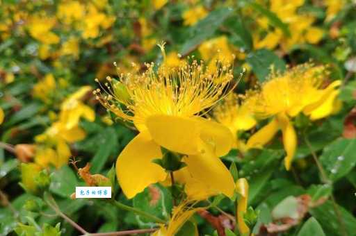 黄花女儿正确打一肖是什么？帮你解开谜题！