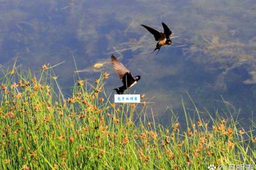 社燕秋鸿打一动物是什么？原来答案这么简单！