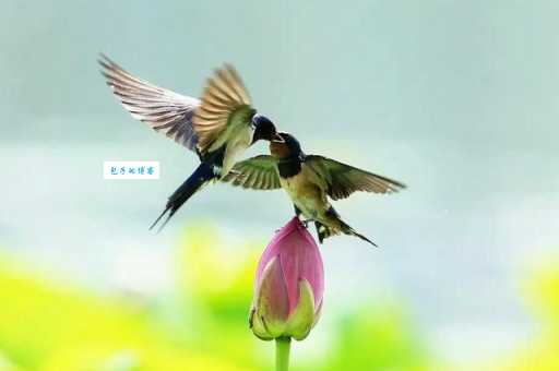 社燕秋鸿打一动物是什么？原来答案这么简单！