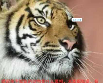 独霸森林到底是什么生肖？一起来看看！