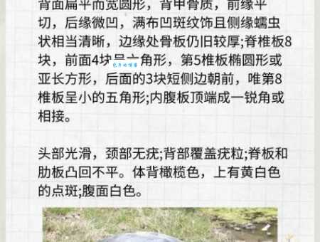 解密观者如堵是什么动物？原来是这个意思！