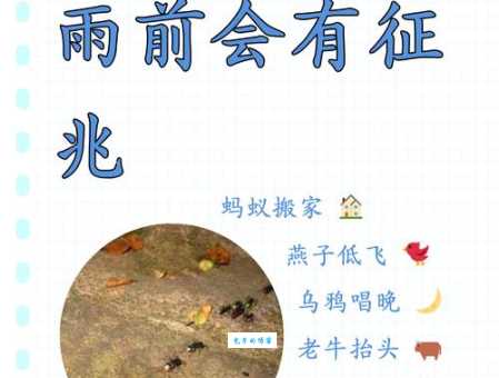 想知道“雷大雨小”的正确动物？点进来告诉你！