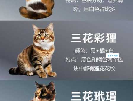 三分文雅风花月代表的动物，很多人都弄错了！