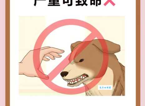 肉包打狗正确生肖是哪个属相？别再搞错了！