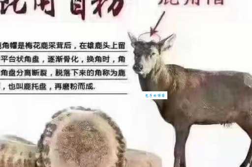 小百科：皮厚头顶双枪走是什么动物？看完你就全懂了！