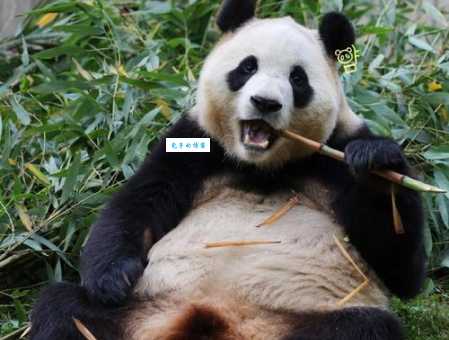 坐吃享福是什么动物?看看谁是动物界的“大爷”!