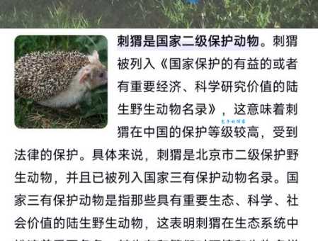 揭秘欲钱找红冠独秀的动物,你知道它是什么吗?
