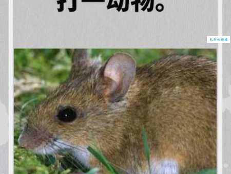 福无十全指的是什么动物？一篇帮你解开疑惑！