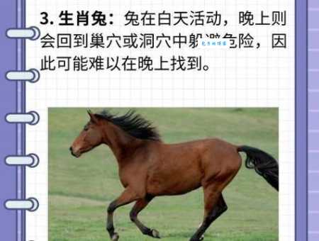 想要知道独来独往的动物是什么生肖?进来就知道了!
