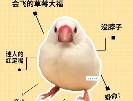 想知道福寿天成打一准确动物吗?答案让你意想不到!