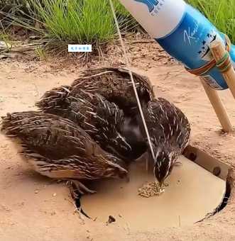 乡土难离打一个动物，这道题难倒了很多人呢！