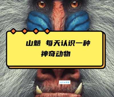 浮文套语打一动物，猜猜看这到底是什么神秘动物？