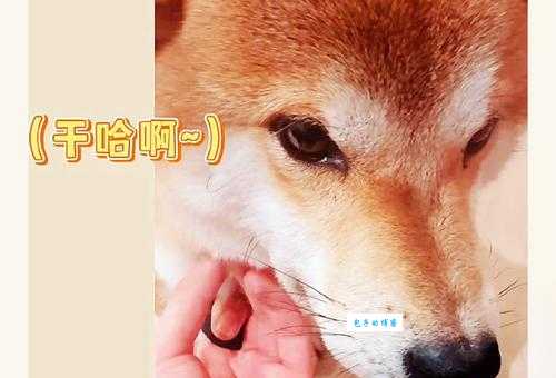 眉飞色舞打一动物，揭秘表情丰富的小可爱！