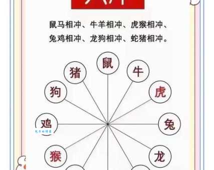 出水芙蓉打一个生肖的奥秘,专家给你详细解析!