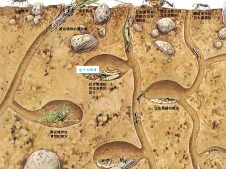 神出鬼没的动物住在哪？探索它们神秘的家园！
