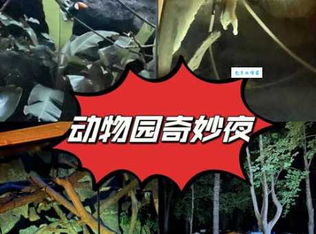 神出鬼没的动物住在哪?探索它们神秘的家园!