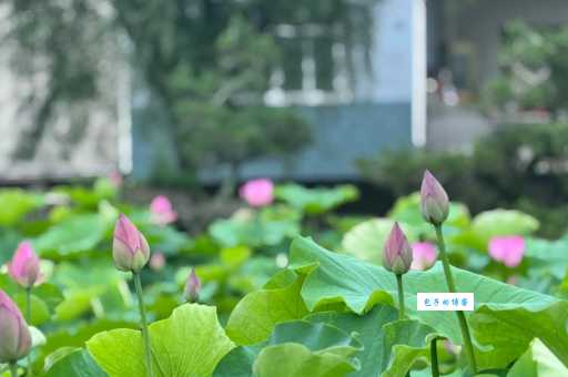 绿荷生出白莲花打一生肖，看看你猜对了吗？