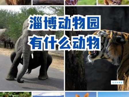 气宇轩昂的动物怎么选？教你一眼认出王者风范！