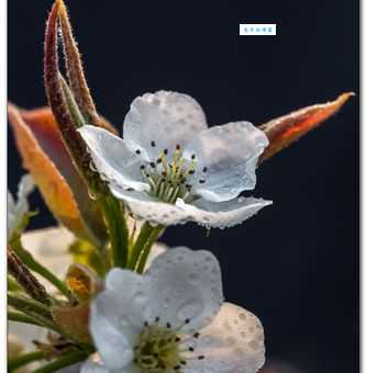雨打梨花打一准确生肖答案公开，帮你轻松解谜！