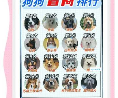 邑犬群吠打一正确生肖是哪个?高手教你轻松猜对!