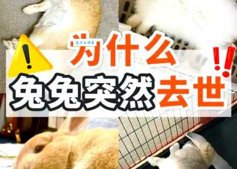 兔死狐悲是什么生肖的典故？哪个生肖最符合这个说法？