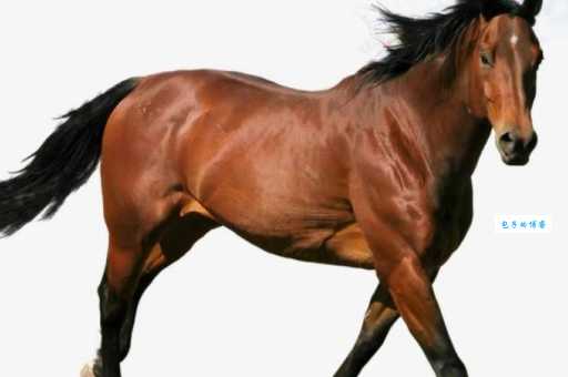 入土为安是什么生肖？老一辈人说的真的有道理吗？