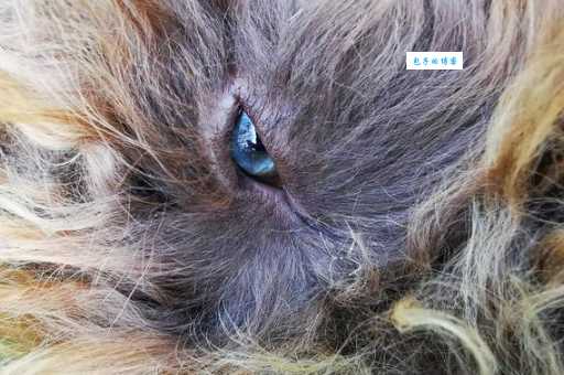 擦亮眼睛是什么生肖？资深命理师给出最准确的答案！