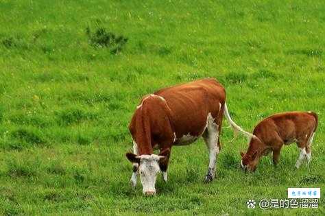 大海捞针猜一生肖的谜底是啥？资深玩家教你一眼看穿