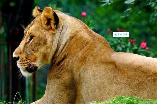 听说牛皮大王是什么生肖?看完你就知道哪个动物最厉害!