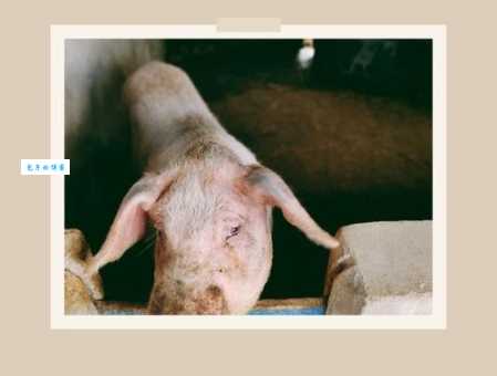 游手好闲指什么生肖?是这几个生肖中的一个快来猜!