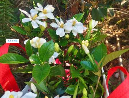 想知道家花更比小花香指什么生肖吗？看完这篇文章你就明白了！