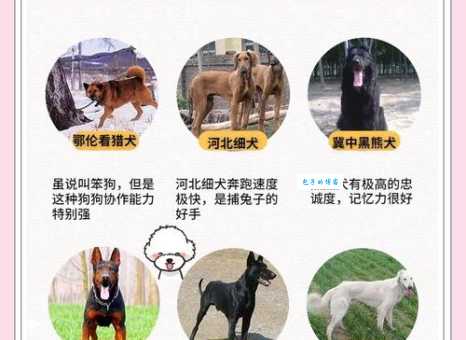 邑犬群吠是什么生肖的代号？揭秘背后的生肖含义！