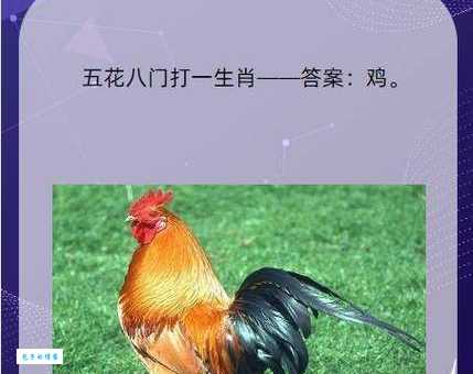 千王之王出江湖指什么生肖？准确答案就在这里揭晓