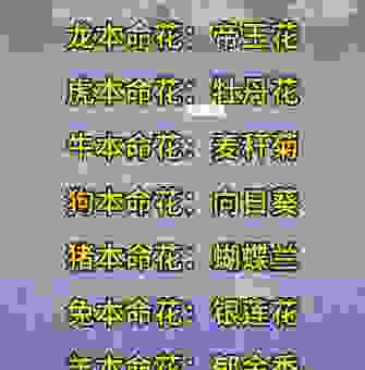 明日黄花是什么生肖？很多人都猜错了这个冷知识