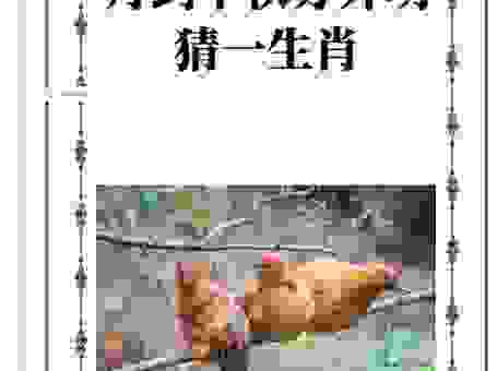 绿林好汉抓盗贼猜生肖怎么猜？教你准确判断！