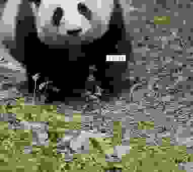 大熊猫走路为什么是内八字？了解其身体构造就知道！