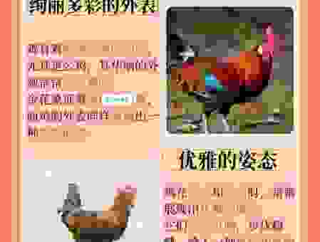 春天里头开红花是什么生肖动物？生肖属性解说大全