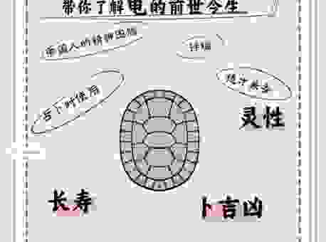 龟鹤之年打一生肖的寓意解析,看完别忘了告诉朋友!