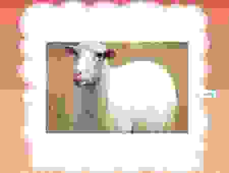 坐卧不宁猜一个生肖究竟是哪个？快来看看你的答案对不对！