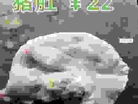 揭秘：凤头猪肚指什么生肖？知道的人寥寥无几